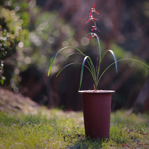 透气出汗泥紫砂中国风易服盆生根