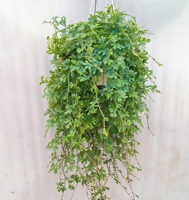 变色龙蕨 翠云草 珊瑚藤蕨 15天养死免费补发 可爬藤可垂吊