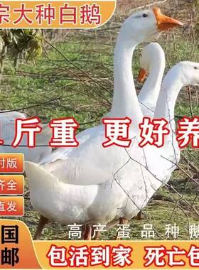 脱温鹅苗一斤大白鹅特大种鹅