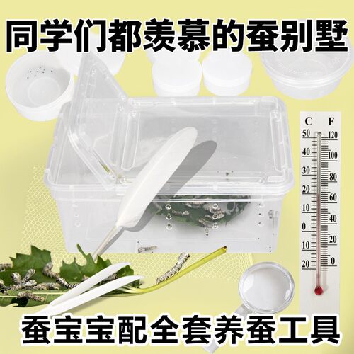 蚕宝宝活蚕活物天然彩色蚕卵养蚕