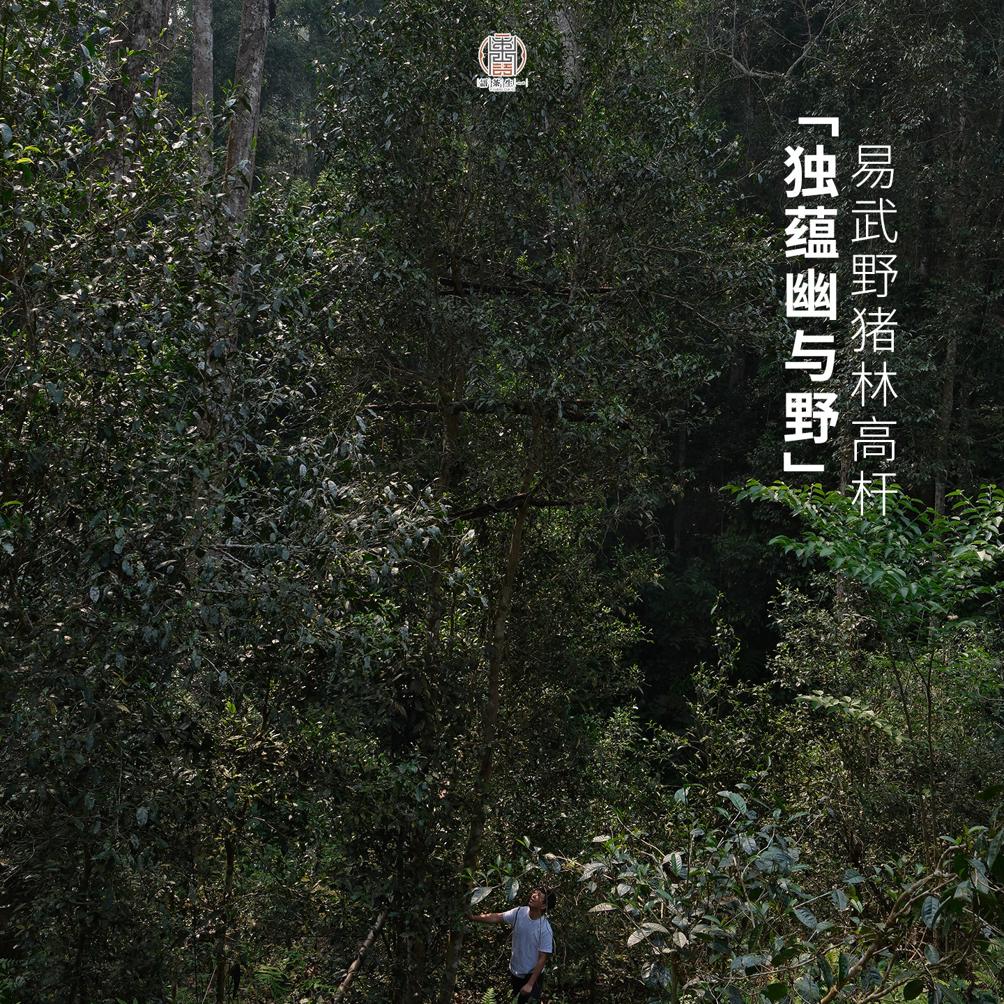 【现货】2026易武野猪林高杆 春茶上新 一生茶语弯弓古树普洱生茶
