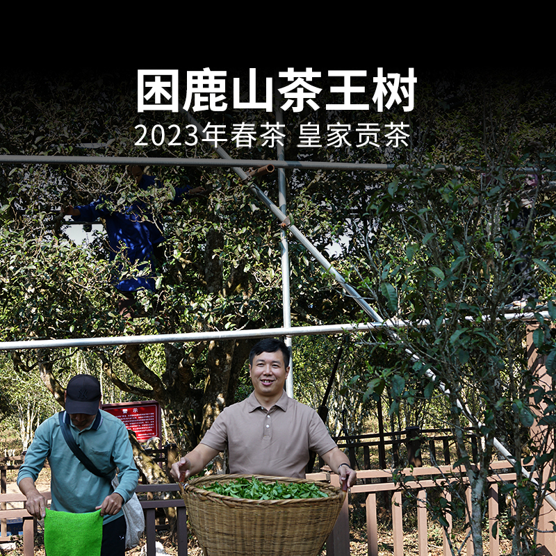 困鹿山茶王树普洱茶生茶