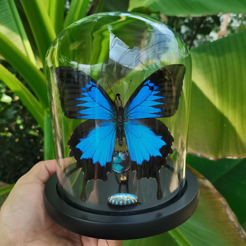 蝴蝶標本玻璃罩永生花擺件高級感