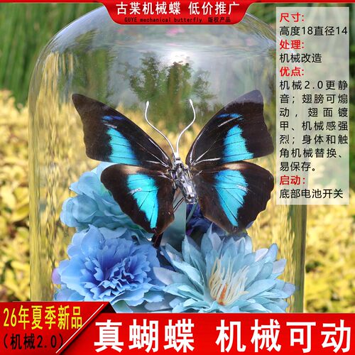 大古蛱蝶真蝴蝶花朵标本装裱画手工diy装饰画创意礼物机械可动