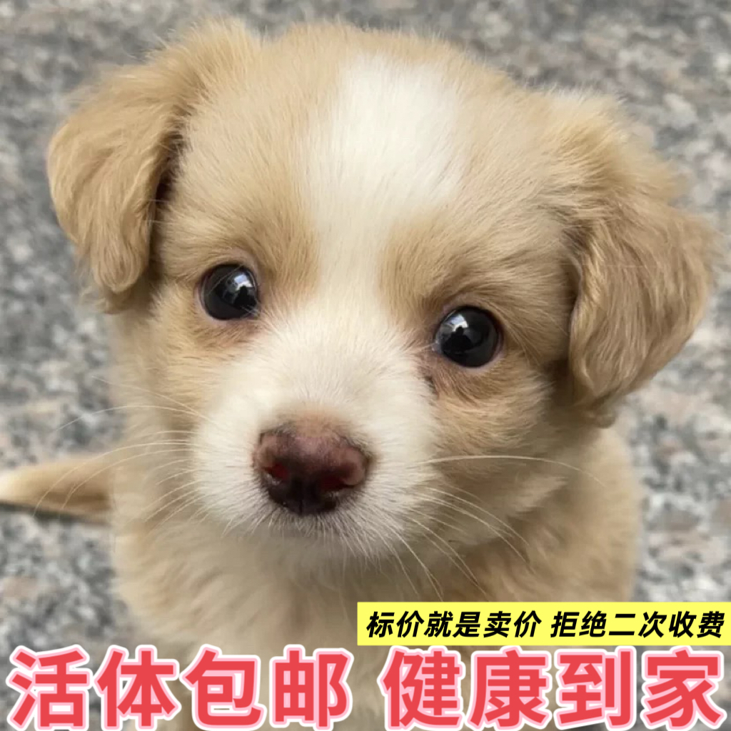 中华田园犬小型长不大狗狗活物狗崽高智商适合小孩家养的狗仔幼犬