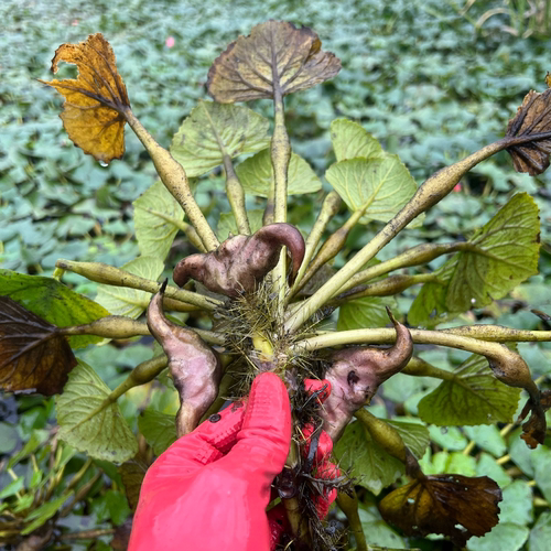 菱角种苗水果红菱角池塘水田高产