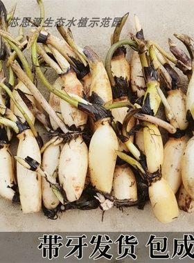 食用莲藕莲藕苗高产水田池塘食用