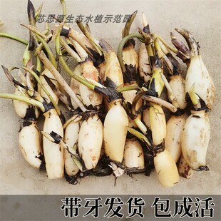高产莲藕种苗南斯拉夫雪莲藕荷花莲花种子深浅水藕种根苗食用藕苗
