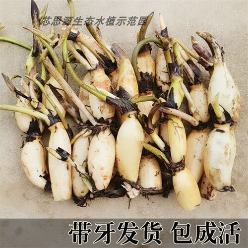 食用莲藕莲藕苗高产水田池塘食用