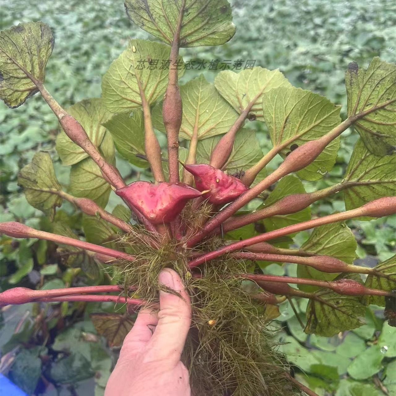 菱角种子苗水生植物河道池塘