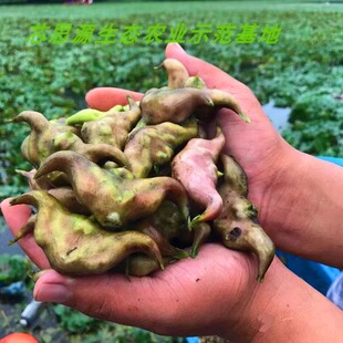 水果红菱角苗种植高产菱角种苗老菱角种苗特大青菱角种子苗红菱角