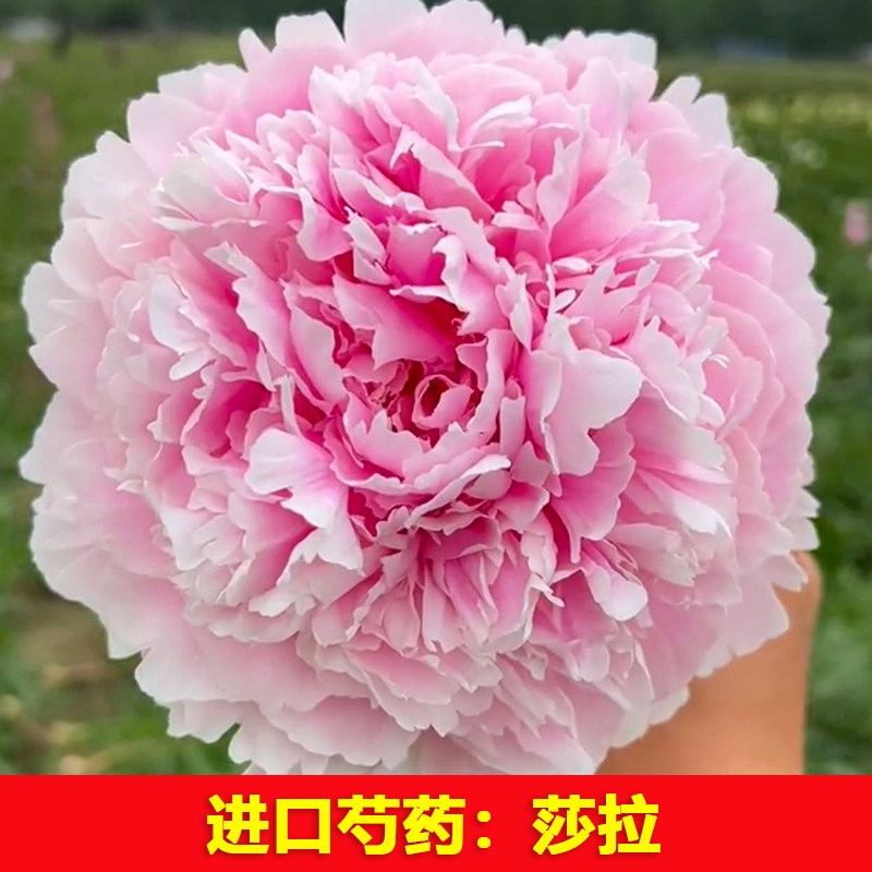 （莎拉）正宗重瓣大花芍药花苗盆牡丹/芍药