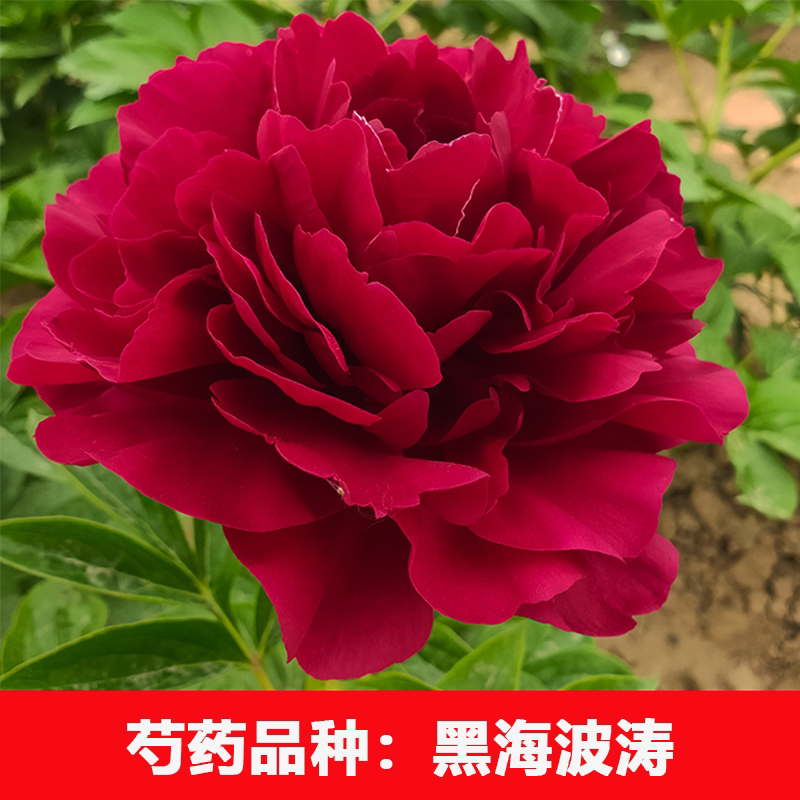 （黑海波涛）正宗重瓣大花芍药花牡丹/芍药