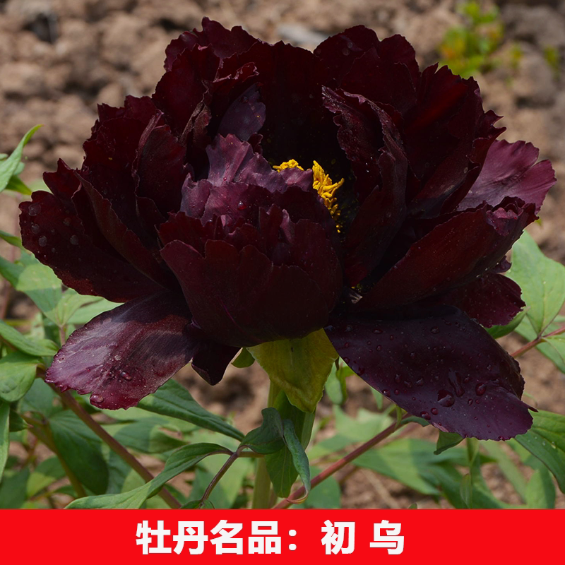 （初乌）正宗重瓣大花牡丹花苗盆栽地栽阳台庭院种植好种易活图片