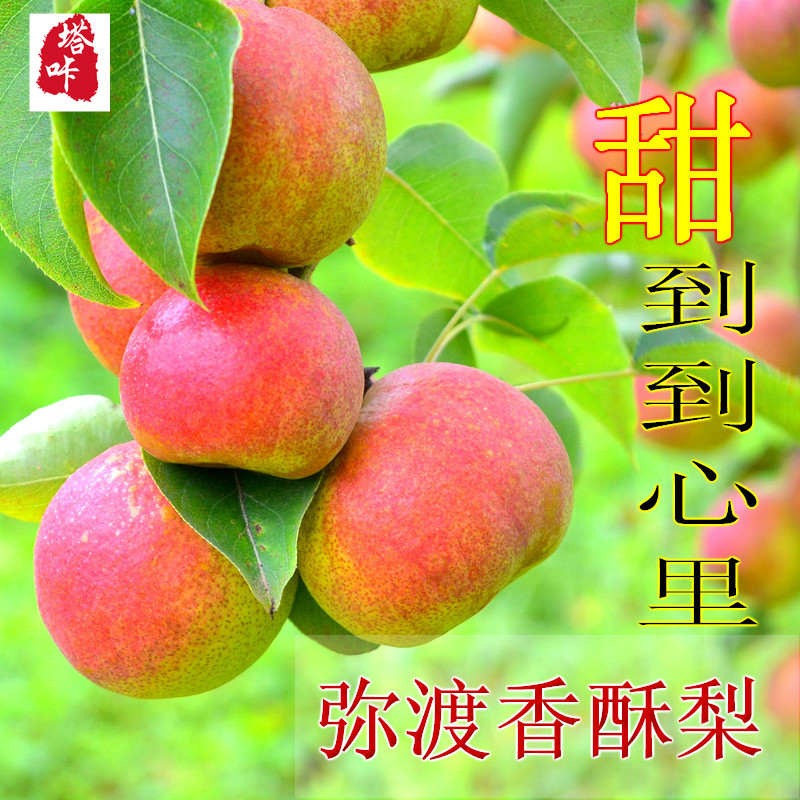 弥渡香酥梨红梨雪梨云南特产新鲜水果应季水果产地直发纯甜梨子