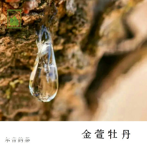尔音/{湖上雪}系列福安大白茶奶香老树牡丹22/23年【金萱牡丹】