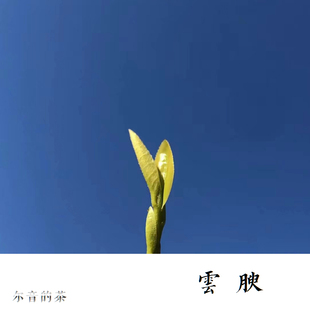尔音/{湖上雪}系列2023年政和精品大白手采芽【云腴】