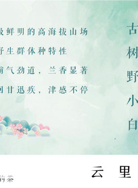 尔音/{湖上雪}系列2022年松溪高海拔古树野茶回甘强劲【云里】