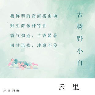 2022年松溪海拔1100米野放百年古树白茶花香兰韵回甘强劲【云里】