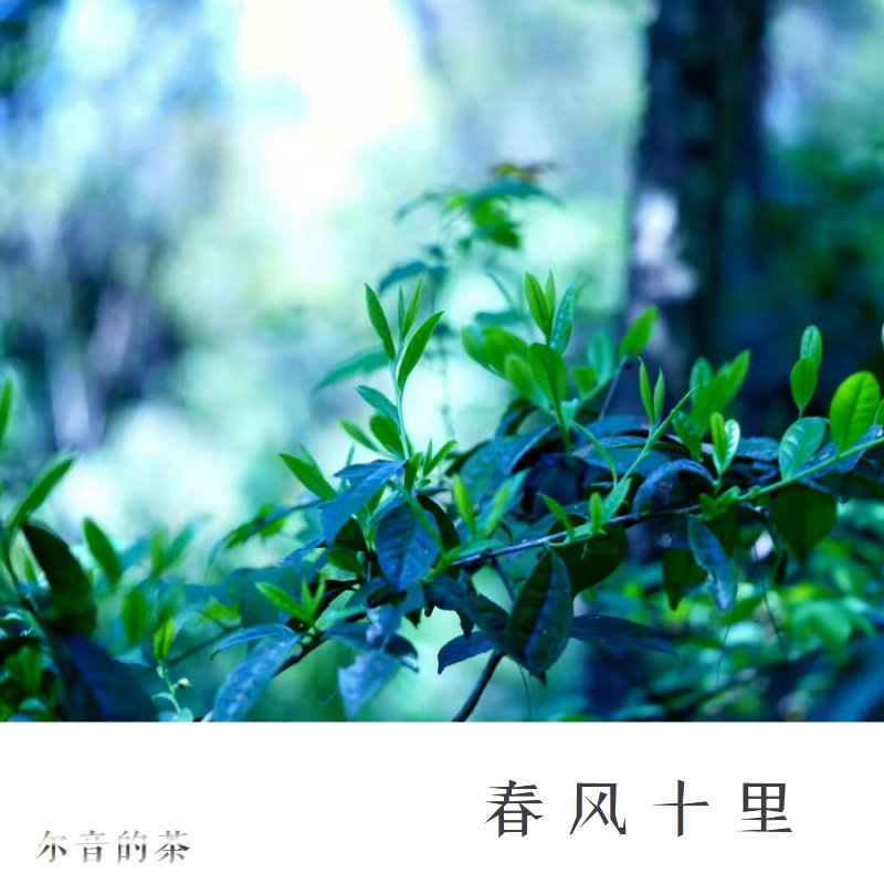 尔音/{云中英}系列}福鼎白茶太姥山生态茶春寿饼【春风十里】