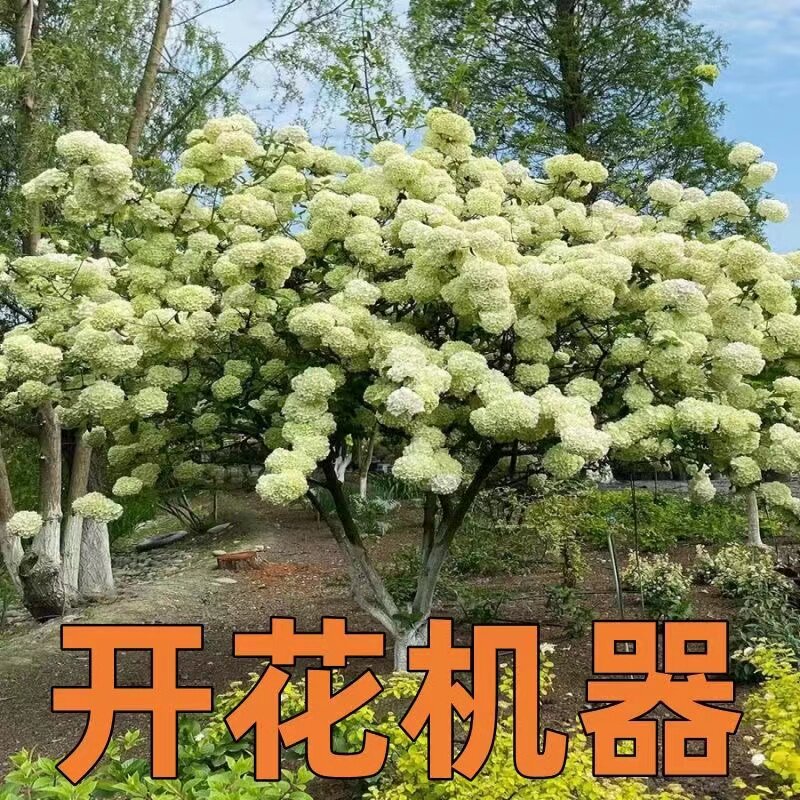 超大花中华木绣球室内外庭院种植南北方耐旱耐寒阳台花卉植物斗球图片