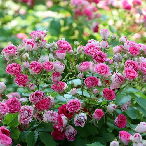 胭脂扣月季花苗爬藤开花玫瑰花绿植室内盆栽四季好养藤本蔷薇树苗