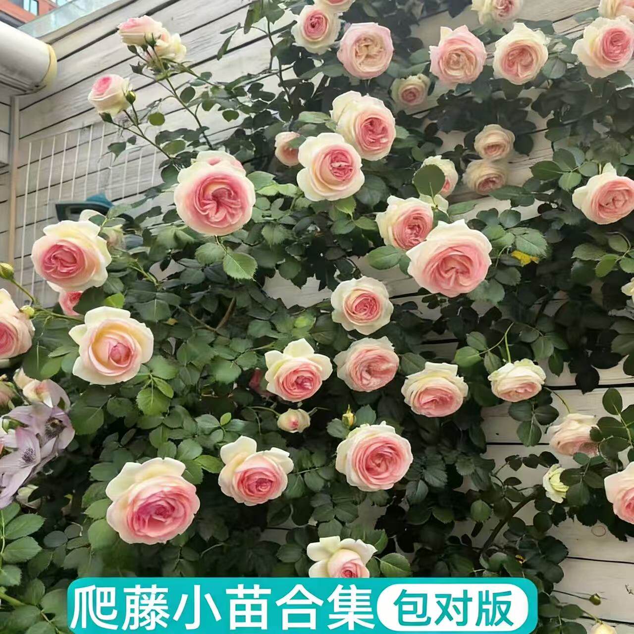 藤本月季花苗蒂娜 粉龙 樱霞开花绿植庭院盆栽多季好养花卉爬藤