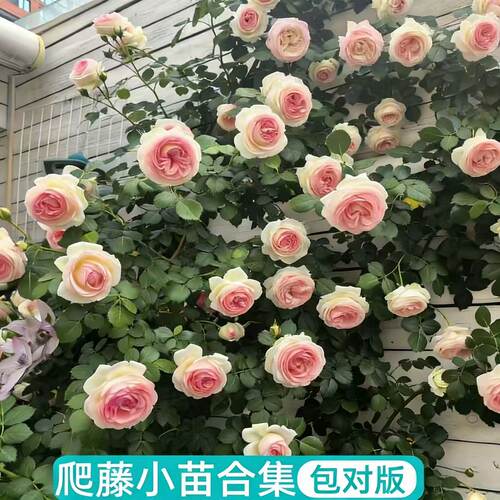 藤本月季扦插小苗15元3颗原盆