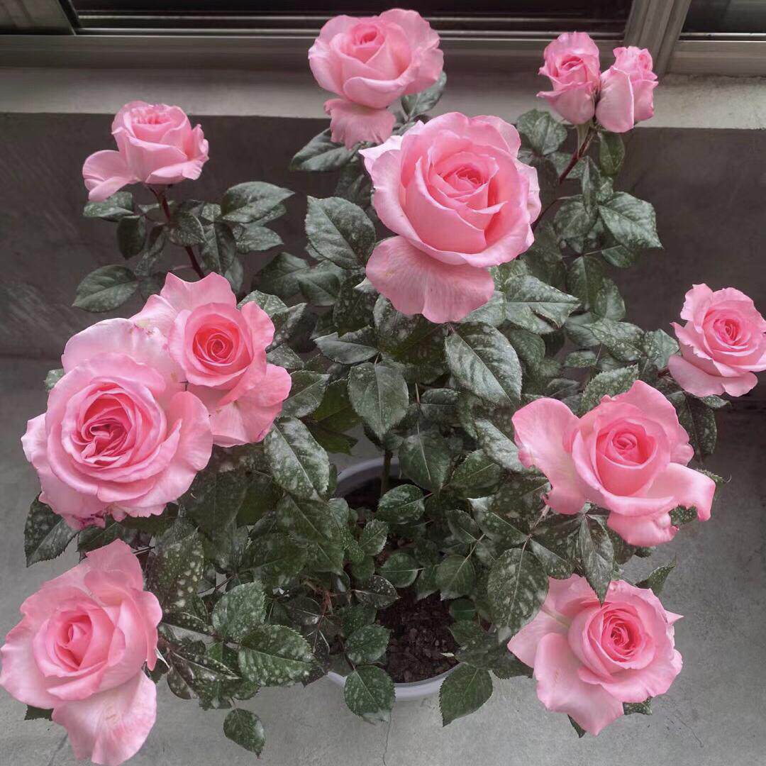 摩洛哥公主大花型灌木月季