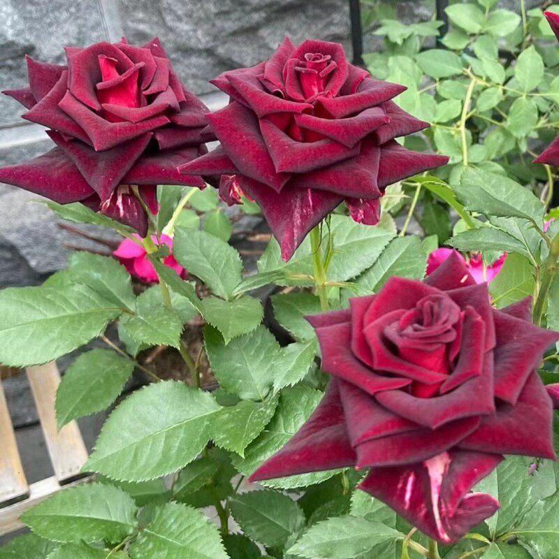 紫罗兰月季玫瑰花苗流星雨芽变品种多季开花植物盆栽阳台花卉好养