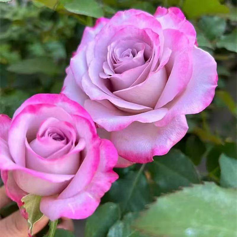 【沙海园艺】气场切花灌木大花浓香花多季盆栽阳台庭院绿植花卉,鲜花速递/花卉仿真/绿植园艺,月季/蔷薇/玫瑰,淘宝优惠券,粉丝福利购,淘宝优惠卷