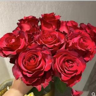 开花易活月季 玫瑰花苗多季 扦插小苗室内阳台盆栽 沙海园艺