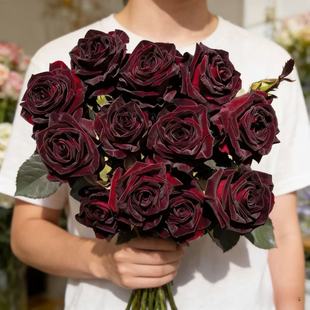 开花阳台月季 黑巴克扦插小苗丝绒质感多季 盆栽花卉 沙海园艺