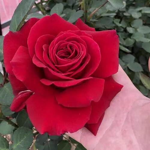 大花浓香月季花苗花卉