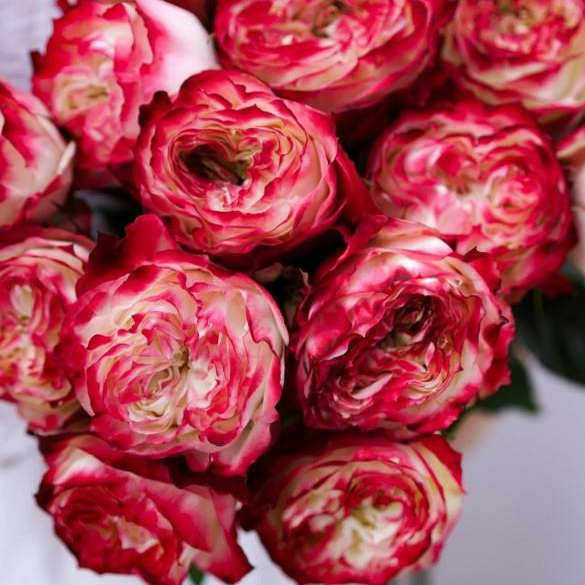 苹果杰克月季扦插花苗藤本欧月爬藤攀援植物花卉庭院花园多季玫瑰