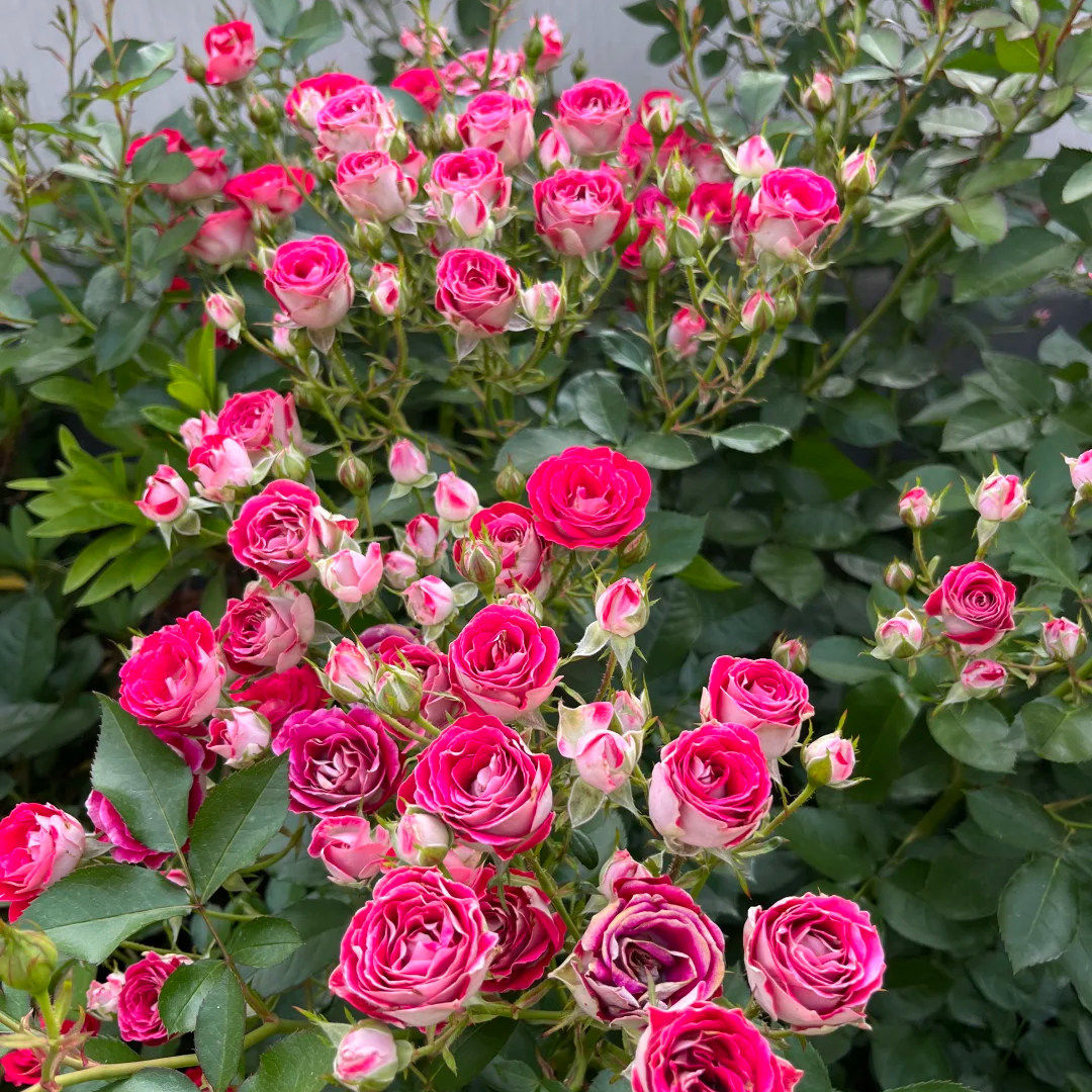 德国红宝石冰月季 双色无刺 ADR 抗病 四季爆花 阳台盆栽花苗