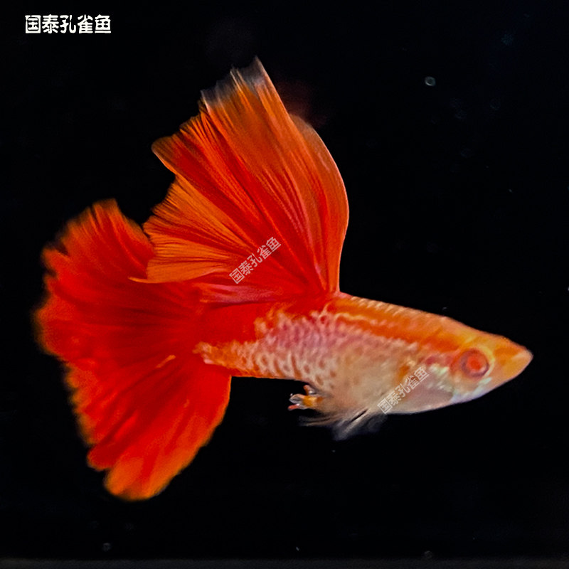 超大背蛇纹红尾活鱼纯种大尾巴临产孕母精品纯种精品优质大号凤尾图片