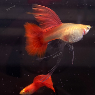 全红孔雀鱼大C血红大背美国纯种大尾巴活鱼孕母临产精品纯种赛级