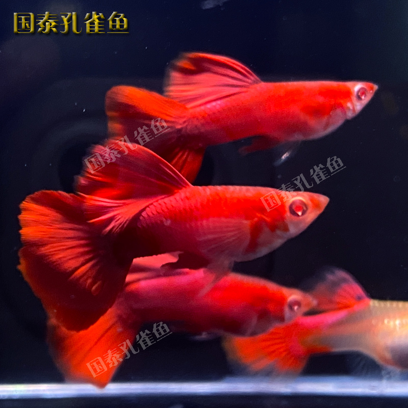 血红孔雀鱼紫鳞大背珊瑚基因活鱼临产孕母精品纯种大尾巴凤尾