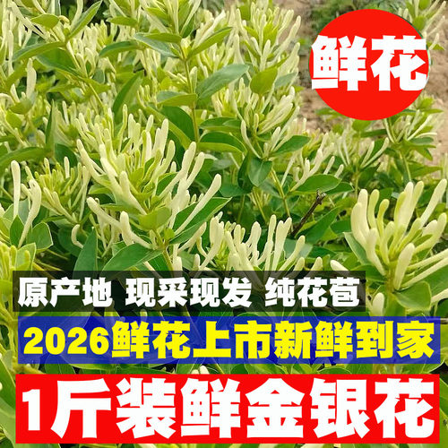 带绒毛鲜金银花野生特价中药材
