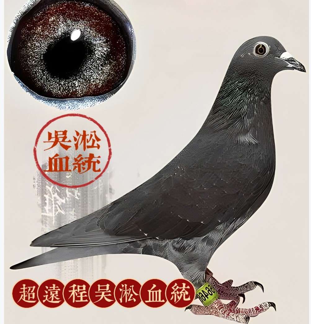纯吴淞血统信鸽种鸽一对包邮