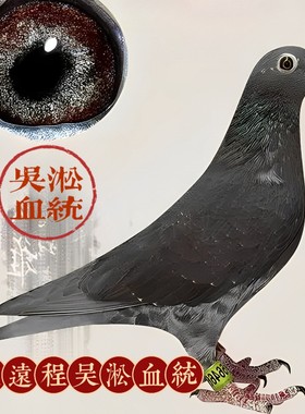纯吴淞血统信鸽种鸽一对包邮