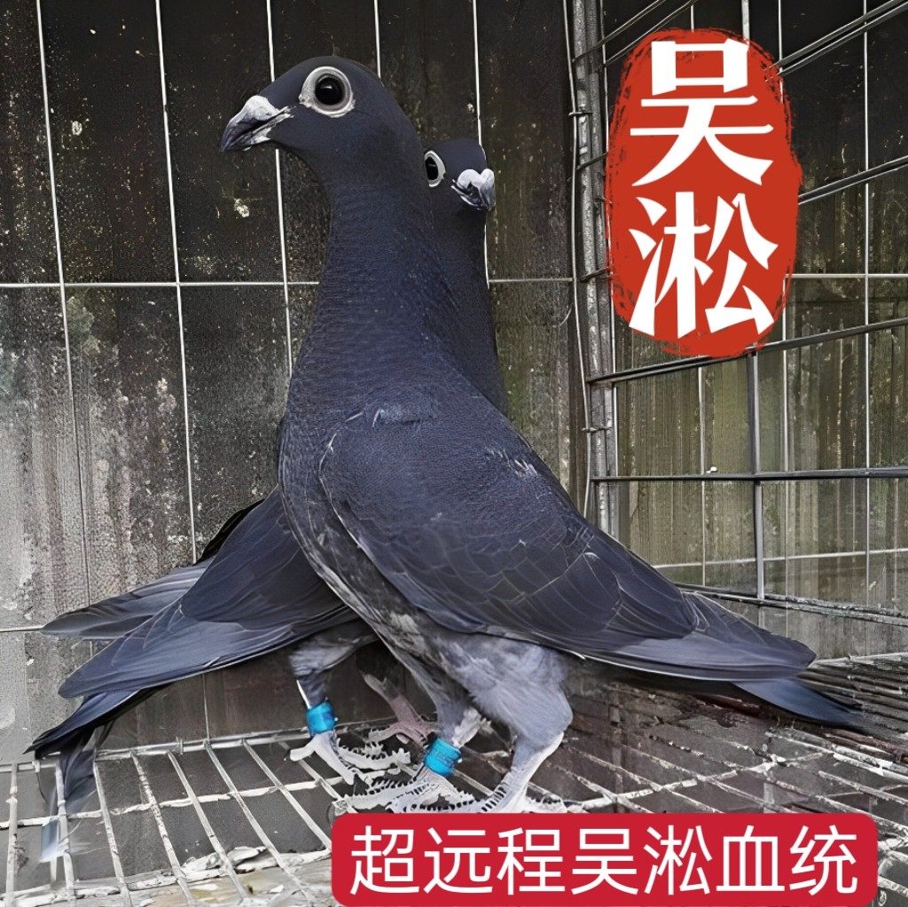 超远程吴淞信鸽种鸽一对包邮