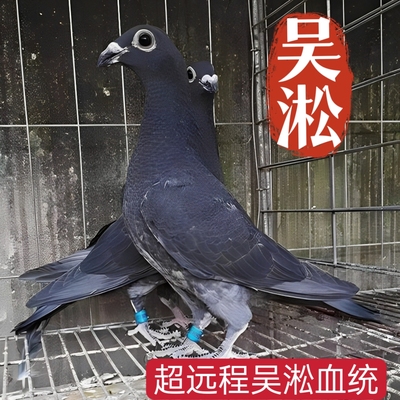 超远程吴淞信鸽种鸽一对包邮