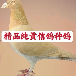 信鸽赛鸽鸽子活体天落鸽黄金甲幼鸽红轮种鸽观赏鸽