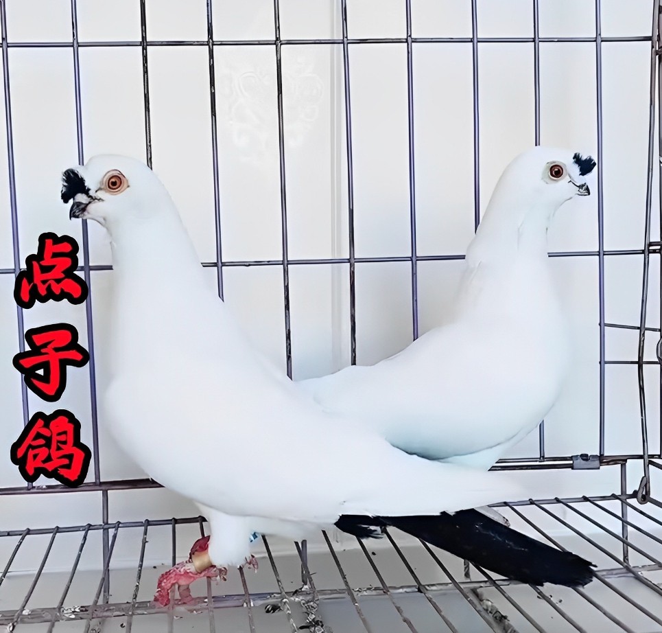 点子鸽观赏鸽子活体种鸽北京黑点鸟