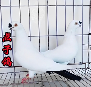 点子鸽观赏鸽子活体种鸽北京黑点子鸽子