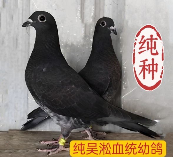 精品吴淞信鸽幼鸽一对包邮