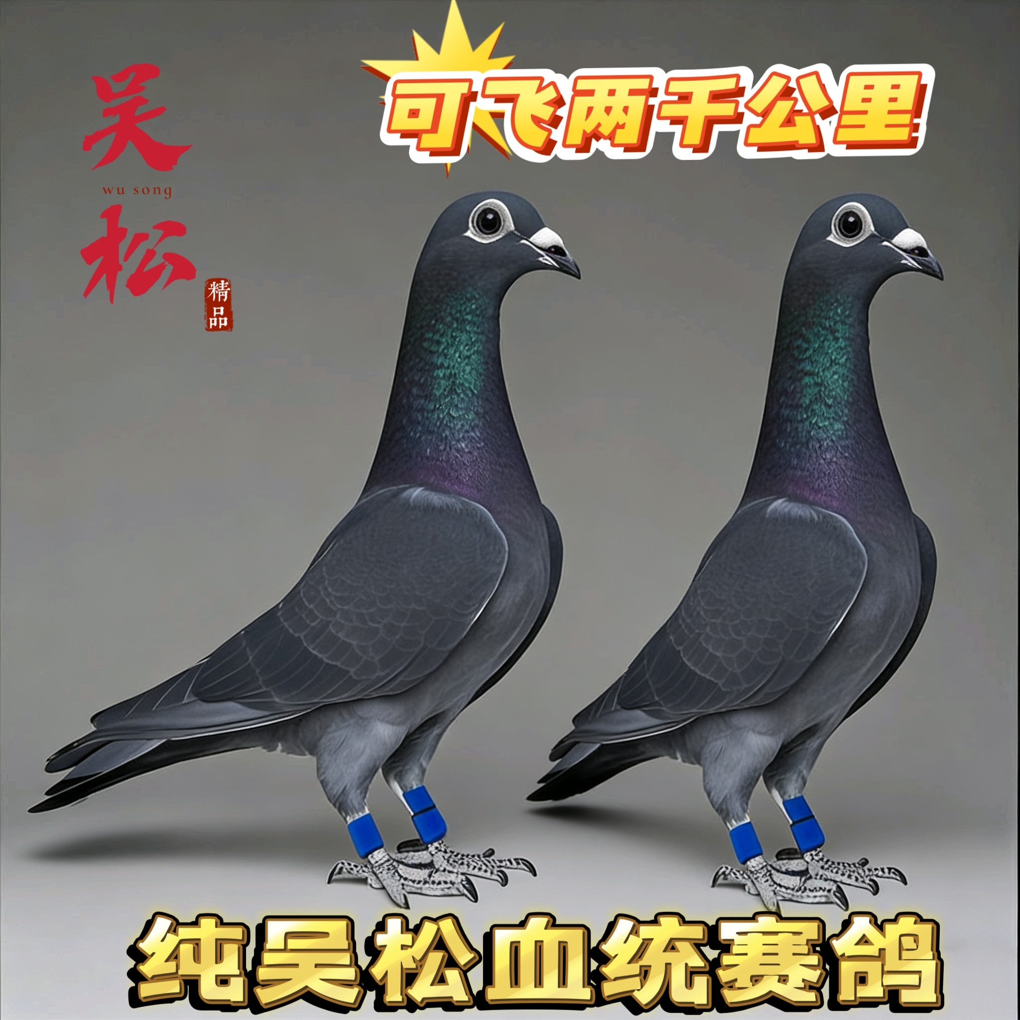 纯吴松血统赛鸽信鸽种鸽鸽一对带环包邮可飞千公里