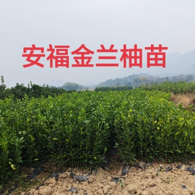 正宗 江西特产 安福金兰柚井冈蜜柚安福蚕子萍乡柚子新鲜水果包邮